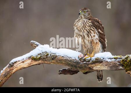 perfaucon du nord (Accipiter gentilis), perchée sur une branche enneigée, Allemagne, Bavière Banque D'Images