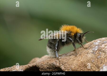 Arbre Bumblebee, Nouveau jardin Bumblebee (Bombus hypnorum, Psithyrus hypnorum), se trouve sur une branche, Allemagne, Bavière Banque D'Images