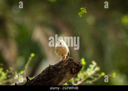 Portrait de la gardienne de la jungle perchée sur la branche au parc national de keoladeo ou au sanctuaire d'oiseaux de bharatpur rajasthan inde - Turdoides striata Banque D'Images