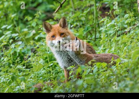 Renard roux européen (Vulpes vulpes crucigera, Vulpes crucigera), CUB adulte et renard en forêt, Suisse, Sankt Gallen Banque D'Images