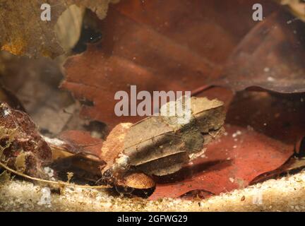 Mouches cadis (Glyphotaelius pellucidus), larve avec cas larvaire fait de feuilles mortes, Allemagne, Bavière Banque D'Images