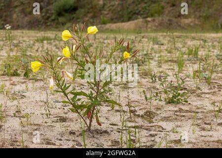 Soirée à grandes fleurs, soirée-Primrose séparée rouge, soirée-Primerose à grosses feuilles (Oenothera glaviioviana, Oenothera erythrosepala), floraison, Banque D'Images