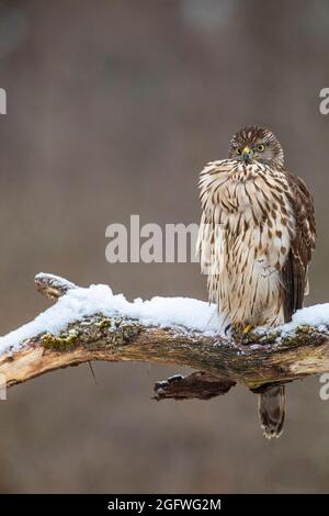 perfaucon du nord (Accipiter gentilis), perchée sur une branche enneigée, Allemagne, Bavière Banque D'Images