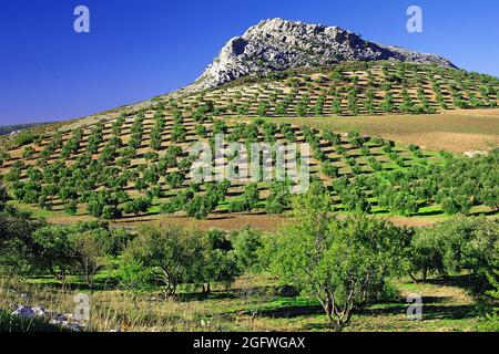 Oliveraies bien agentées sous une petite colline rocheuse dans la Serrania de Ronda, Espagne, Serrania de Ronda Banque D'Images