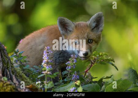 Renard roux européen (Vulpes vulpes crucigera, Vulpes crucigera), renard cub fourragère en forêt, Suisse, Sankt Gallen Banque D'Images