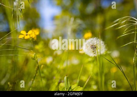 Printemps été forêt nature avec de belles prairies d'herbe verte et des pissenlits.Lumière douce du soleil, rayons du soleil, flou sous le ciel bleu ensoleillé Banque D'Images