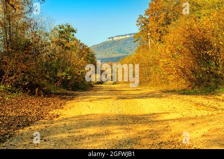 Route de terre dans la forêt d'automne pendant la journée au soleil brillant Banque D'Images