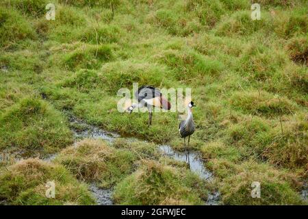 Une paire de grues à couronne noire (Balearia pavonina) dans le parc national d'Arusha, Tanzanie, Afrique Banque D'Images