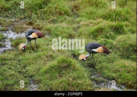 Une paire de grues à couronne noire (Balearia pavonina) dans le parc national d'Arusha, Tanzanie, Afrique Banque D'Images