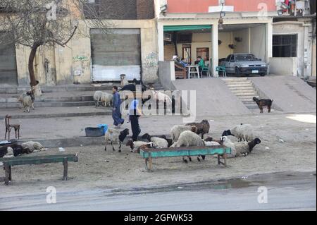 Scène de rue, le Caire, Égypte © photo de Richard Walker Banque D'Images