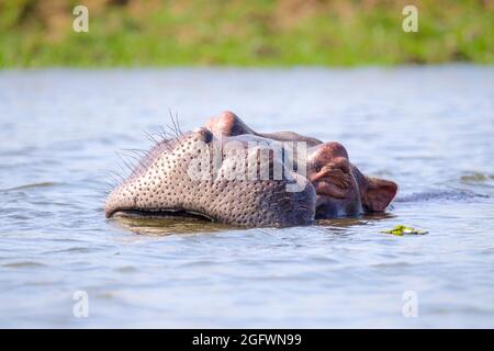 Hippopotamus amphibius, portrait du visage. Hippopotame sous l'eau. Lower Zambèze, Zambie, Afrique Banque D'Images
