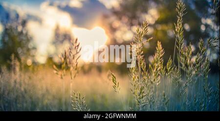 Résumé lumière douce du soleil champ coucher de soleil paysage de fleurs jaunes et herbe prairie chaud heure d'or coucher de soleil heure lever du soleil.Nature tranquille printemps-été Banque D'Images