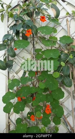 Naturtium grimpant sur le treillis dans le jardin andalou Banque D'Images