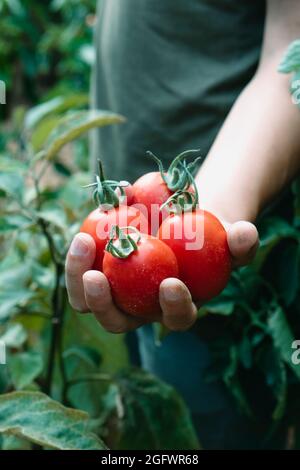 gros plan d'un jeune homme caucasien avec un bouquet de tomates mûres fraîchement récoltées dans sa main dans une plantation Banque D'Images