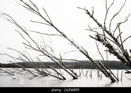 Arbres inclinés submergés dans le lac Banque D'Images