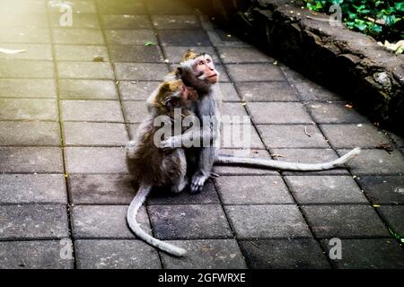 Vue sur les singes qui s'embrasent Banque D'Images
