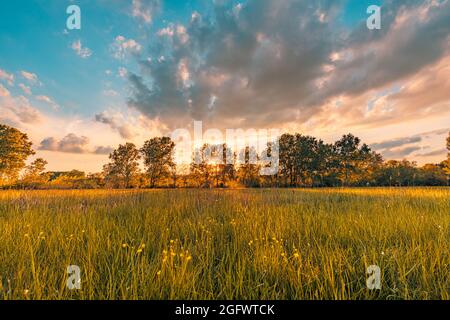Paysage prairie chaud heure d'or coucher de soleil heure de lever du soleil.Paisible printemps été nature à proximité et paysage de forêt flou.Panorama idyllique de la nature Banque D'Images
