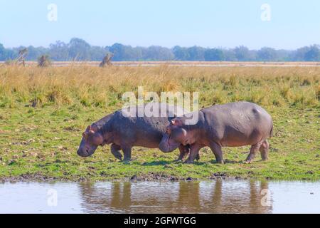 Hippopotame (Hippopotamus amphibius), promenade le long de la rive. Lower Zambèze, Zambie, Afrique Banque D'Images