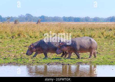 Hippopotame (Hippopotamus amphibius), promenade le long de la rive. Lower Zambèze, Zambie, Afrique Banque D'Images