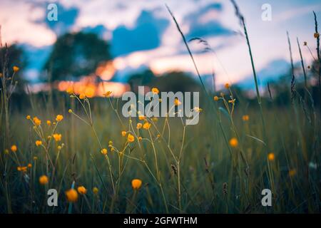 Rêvez la nature en gros plan.Photo vintage de fleurs herbe floue au coucher du soleil, printemps ou été concept, coucher de soleil flou paysage, calme paisible vue naturelle Banque D'Images