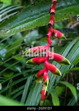 Heliconia rostrata - également connu sous le nom de claw de homard suspendu ou faux oiseau de paradis - est une herbacée vivace indigène en Amérique du Sud. Amazonie. Banque D'Images