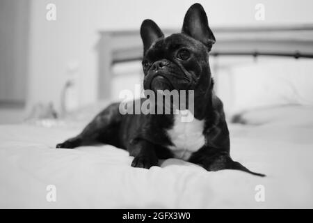 Prise de vue en niveaux de gris d'un bouledogue français noir sur un lit Banque D'Images