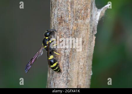 Zierliche Lehmwespe, Lehmwespe, sammelt Pflanzenmaterial an einem Pflanzenstängel für den Nestverschluß, Symmorphus gracilis, Symmorphus elegans, Vesp Banque D'Images