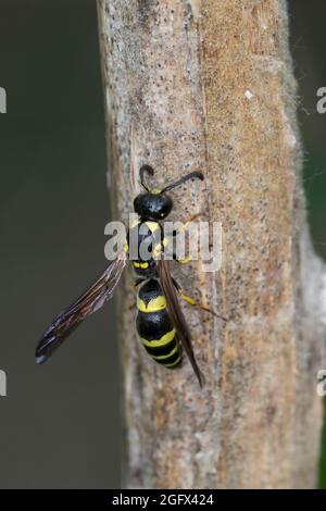 Zierliche Lehmwespe, Lehmwespe, sammelt Pflanzenmaterial an einem Pflanzenstängel für den Nestverschluß, Symmorphus gracilis, Symmorphus elegans, Vesp Banque D'Images