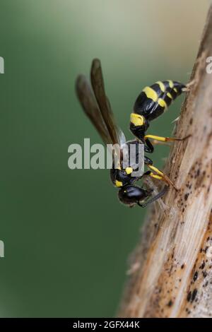 Zierliche Lehmwespe, Lehmwespe, sammelt Pflanzenmaterial an einem Pflanzenstängel für den Nestverschluß, Symmorphus gracilis, Symmorphus elegans, Vesp Banque D'Images