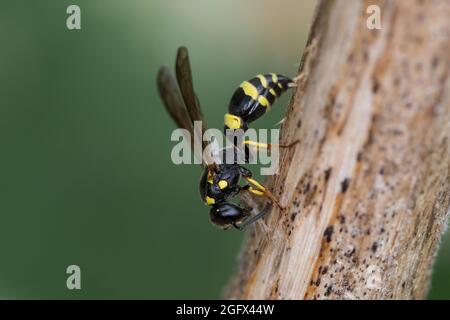 Zierliche Lehmwespe, Lehmwespe, sammelt Pflanzenmaterial an einem Pflanzenstängel für den Nestverschluß, Symmorphus gracilis, Symmorphus elegans, Vesp Banque D'Images