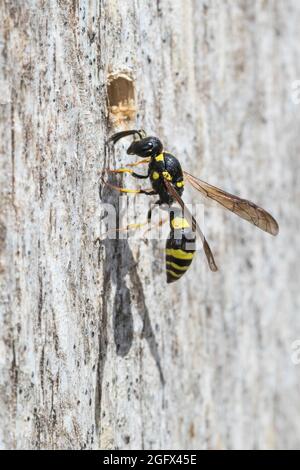 Zierliche Lehmwespe, Lehmwespe, Am Nest, Nestloch, Loch, Niströhre, Negrihre, Symmorphus gracilis, Symmorphus elegans, Vespidae, Eumeninae, Lehmwespe Banque D'Images