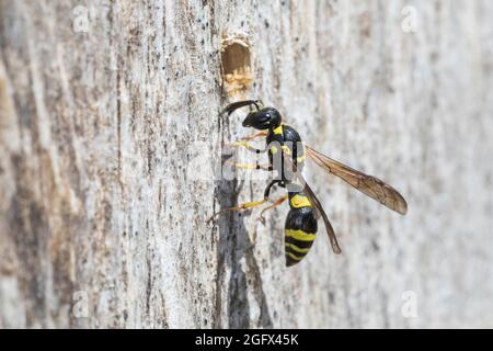 Zierliche Lehmwespe, Lehmwespe, Am Nest, Nestloch, Loch, Niströhre, Negrihre, Symmorphus gracilis, Symmorphus elegans, Vespidae, Eumeninae, Lehmwespe Banque D'Images