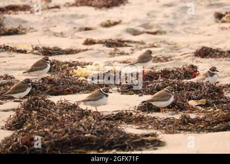 Des pluviers sur la plage Banque D'Images