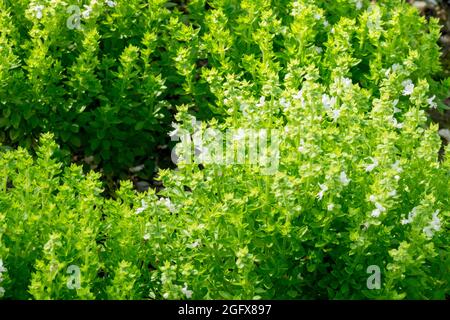 Jardin d'herbes au basilic Ocimum basilicum 'Piccolino' Banque D'Images