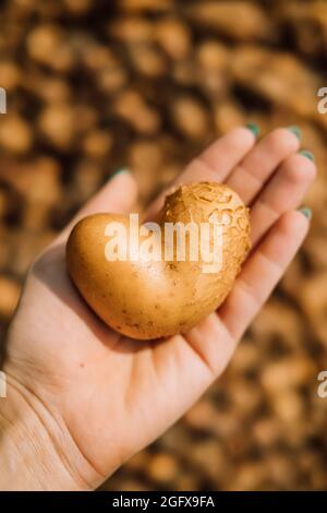 La femme choisit la pomme de terre en forme de coeur - légume dans un supermarché ou un marché. Vente de produits sains et savoureux, vitamines Banque D'Images