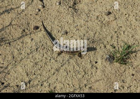 Sable Lizard, Lacerta agilis, se prélassant sur le sable d'une réserve naturelle près de Haltern, Allemagne Banque D'Images