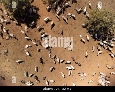Vue aérienne des vaches dans un champ, paysage brésilien Banque D'Images