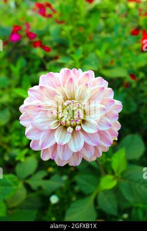 Dahlia situé dans un jardin en France. Banque D'Images