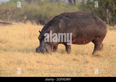 Hippopotamus amphibius, manger sur terre. Okavango Delta, Botswana, Afrique Banque D'Images