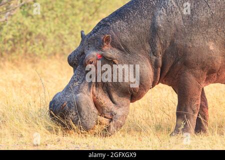 Hippopotamus amphibius, manger sur terre. Okavango Delta, Botswana, Afrique Banque D'Images