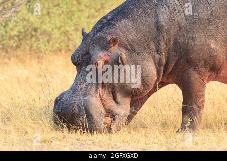 Hippopotamus amphibius, manger sur terre. Okavango Delta, Botswana, Afrique Banque D'Images