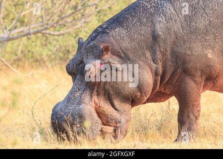 Hippopotamus amphibius, manger sur terre. Okavango Delta, Botswana, Afrique Banque D'Images