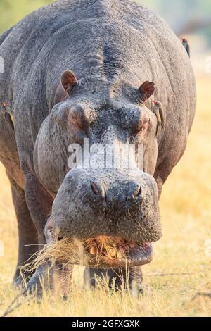 Hippopotamus amphibius, manger sur terre. Okavango Delta, Botswana, Afrique Banque D'Images