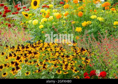 Bordures de jardin de fin d'été montrant ou au début de l'automne jardin de Cottage Rudbeckia Marigold-Tagetes Salvia zinnias mélange de fleurs jardin de parterre de fleurs Banque D'Images