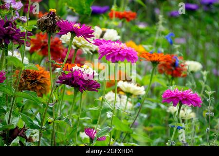 Fin d'été jardin coloré Zinnia mélange zinnias fleurs multicolores Banque D'Images