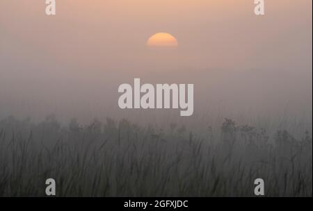 Le soleil se lève à travers la brume au-dessus d'un marais à Crex Meadows dans le Wisconsin. Banque D'Images