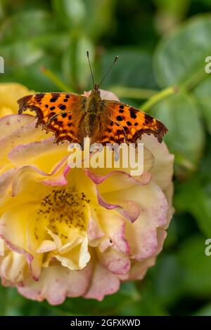 UN PAPILLON VIRGULE SE NOURRISSANT D'UNE ROSE JAUNE Banque D'Images