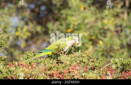 Monk Parakeet (Myiopsitta monachus) se nourrissant sur les baies de brousse, dunes de Cabopino, Espagne. Banque D'Images