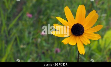 APPAREIL PHOTO NUMÉRIQUE OLYMPUS - gros plan de la fleur jaune sur une plante à yeux noirs de susan poussant dans un pré. Banque D'Images