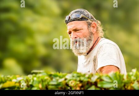 Portrait d'un homme mûr avec une barbe au travail dans le jardin. Banque D'Images